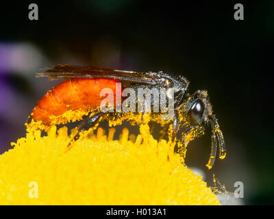 Blood bee (Sphecodes albilabris), Female foraging on Ox-eye Daisy (Leucanthemum vulgare), Germany Stock Photo