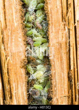 Digger Wasp (Pemphredon lethifer), Captured Aphids in the nest - the gall from Lipara lucens in Common Reed (Phragmites australis), Germany Stock Photo