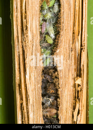 Digger Wasp (Pemphredon lethifer), Captured Aphids in the nest - the gall from Lipara lucens in Common Reed (Phragmites australis), Germany Stock Photo