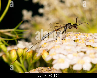 gasteruptid wasp (Gasteruption tournieri), Femalegrooming on Common Yarrow (Achillea millefolium), Germany Stock Photo