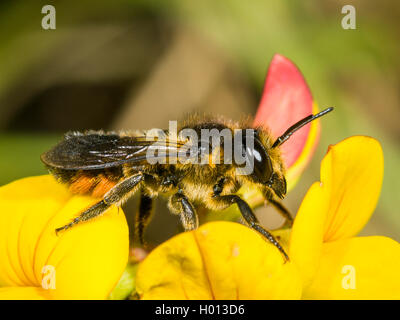 Common leafcutter bee, common leafcutting bee, rose leaf-cutting bee, Megachile leaf-cutter bee, leafcutter bee (Megachile centuncularis, Megachile versicolor), Female foraging on Common bird's-foot Trefoil (Lotus corniculatus), Germany Stock Photo