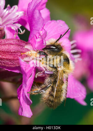 leaf-cutter bee (Megachile nigriventris), female, Germany Stock Photo ...