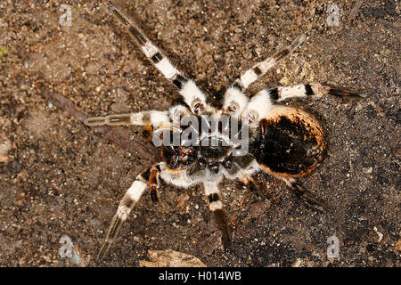 South Russia tarantula (Lycosa singoriensis), on the ground, Austria Stock Photo