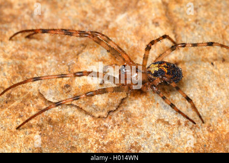 European cave spider, Orbweaving cave spider, Cave orbweaver, Cave spider (Meta menardi), female, Austria Stock Photo