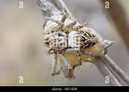 Lynx spider (Oxyopes heterophthalmus), with prey, Austria Stock Photo