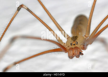 Daddy long legs spider hi-res stock photography and images - Alamy