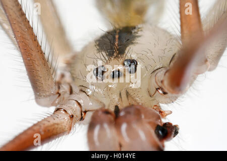 Long-bodied cellar spider, Longbodied cellar spider (Pholcus phalangioides), male, Austria Stock Photo