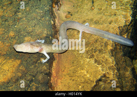 European olm (blind salamander) (Proteus anguinus), under water on a rock, view from above, Slovenia Stock Photo