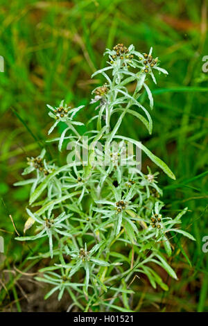 low cudweed, marsh cudweed, everlasting (Gnaphalium uliginosum), blooming, Germany Stock Photo