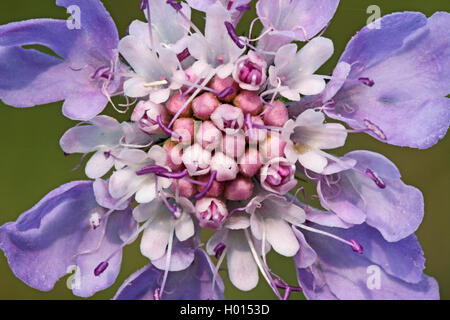 Small scabious, Lesser scabious (Scabiosa columbaria), flower, Germany Stock Photo