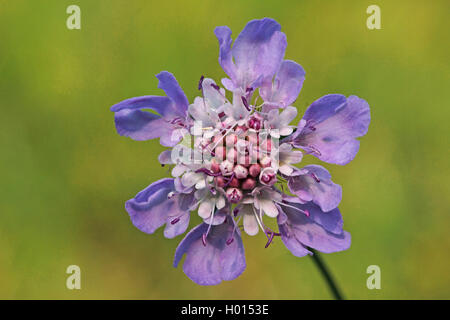 Small scabious, Lesser scabious (Scabiosa columbaria), inflorescence, Germany Stock Photo