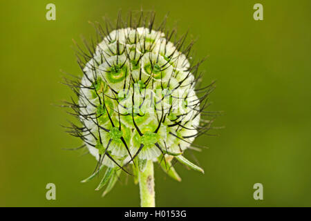 Small scabious, Lesser scabious (Scabiosa columbaria), infructescence, Germany Stock Photo