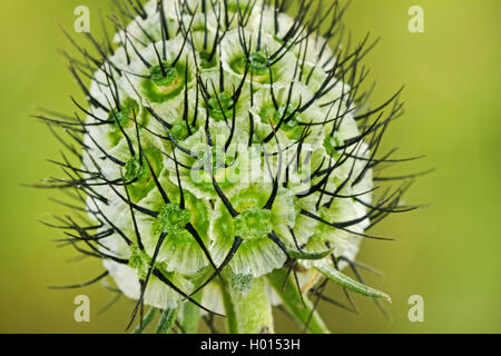 Small scabious, Lesser scabious (Scabiosa columbaria), infructescence, Germany Stock Photo