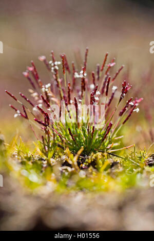 Mibora verna, Early sandgrass (Mibora minima, Agrostis minima, Chamagrostis minima, Chamagrostis verna, Mibora verna), blooming, Germany Stock Photo
