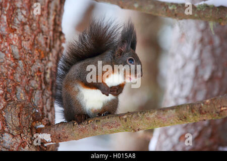 European red squirrel, Eurasian red squirrel (Sciurus vulgaris), sits on a branch, Switzerland