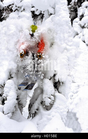 freerider passing snow covered coniferous tree, France, Savoie Stock Photo