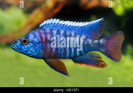Grant's Malawi-Cichlid (Aulonocara stuartgranti), swimming, Frank Teigler Stock Photo