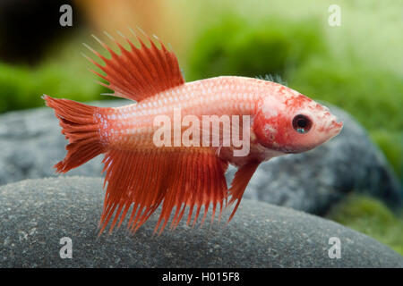 Siamese fighting fish, Siamese fighter (Betta splendens Crowntail), Crowntail, female Stock Photo