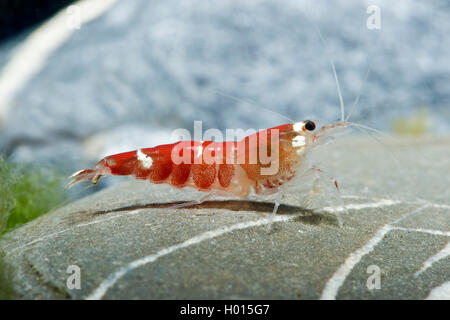 Bee Shrimp (Caridina logemanni Super Crystal Red), Crystal Red Garnele, Crystal Red Shrimp Stock Photo