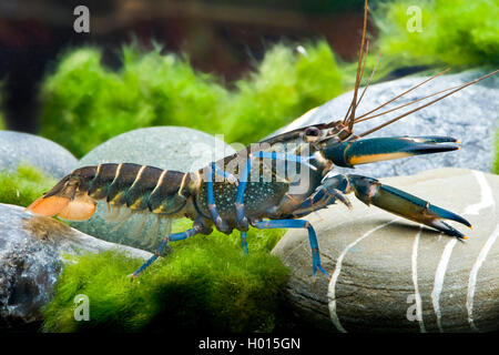 Australian crayfish (Cherax Blue Moon), in aquarium Stock Photo