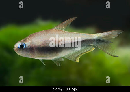 Black emperor tetra (Nematobrycon palmeri, Nematobrycon amphiloxus), swimming Stock Photo