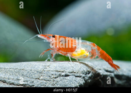 Cherry shrimp  (Neocaridina davidi, Neocaridina heteropoda), Red Rili Stock Photo