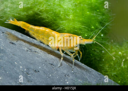 Cherry shrimp  (Neocaridina davidi, Neocaridina heteropoda), Yellow Stock Photo