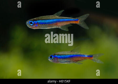 Green neon tetra (Paracheirodon simulans, Hyphessobrycon simulans), two swimming Green neon tetras Stock Photo