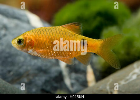 Rosy barb (Barbus conchonius, Puntius conchonius), swimming Stock Photo