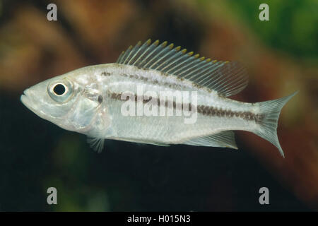 Rainbow Haplochromis (Protomelas similis), swimming Stock Photo