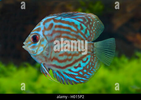Blue discus, Pompadour fish (Symphysodon aequifasciatus, Symphysodon aequifasciata, Symphysodon discus aequifasciata), red turquoise Stock Photo