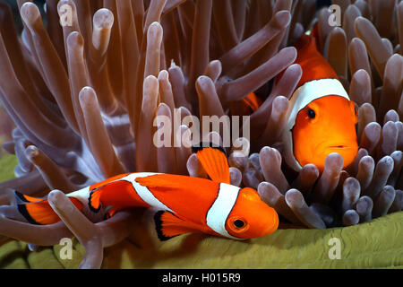 false clown anemonefish, clown anemonefish (Amphiprion ocellaris), two anemonefishes in a magnificent sea anemone, Seychelles Stock Photo