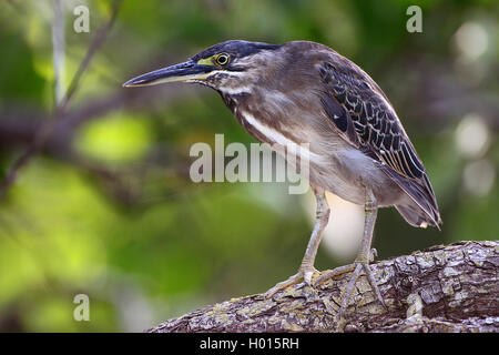 Striated heron, Mangrove heron, Little heron, Green-backed heron (Butorides striata, Butorides striatus), on a branch, Costa Rica Stock Photo