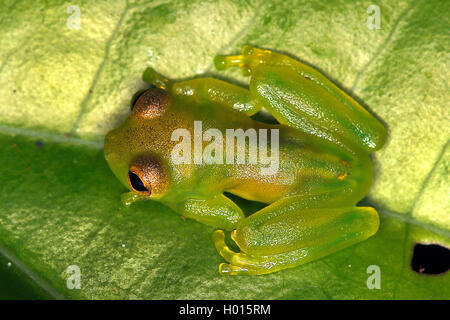 Glass frog (Centrolenidae), sits on a leaf, Costa Rica Stock Photo