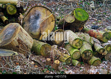 Holzstaemme im Wald nach einer Rodung im zweiten Jahr, Deutschland | old logs in a clearing, Germany | BLWS423582.jpg [ (c) blic