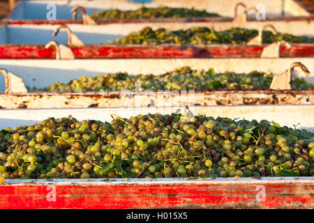 Close up of bins of freshly picked Gordo Grapes, ready for delivery to winery. Stock Photo