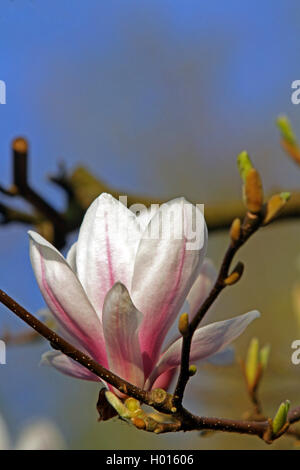 saucer magnolia (Magnolia x soulangiana, Magnolia soulangiana, Magnolia x soulangeana, Magnolia soulangeana), flower Stock Photo