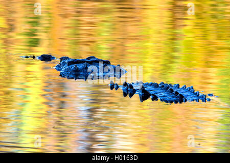 American crocodile (Crocodylus acutus), swims at water surface, Costa Rica Stock Photo