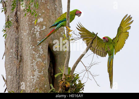 buffon's macaw, buffons macaw (Ara ambiguus, Ara ambigua), two buffon's macaws on a tree, Costa Rica Stock Photo