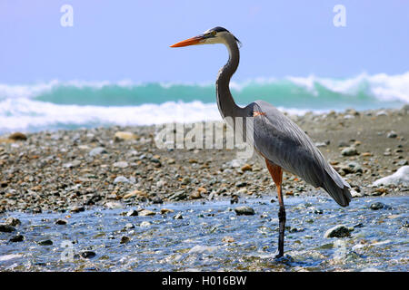 great blue heron (Ardea herodias), stands on the beach, Costa Rica Stock Photo