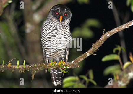 black & white owl (Ciccaba nigrolineata), sits on a branch, Costa Rica Stock Photo