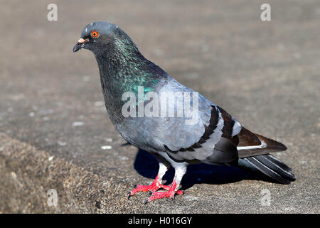 feral rock pigeon (Columba livia), standing, Costa Rica Stock Photo