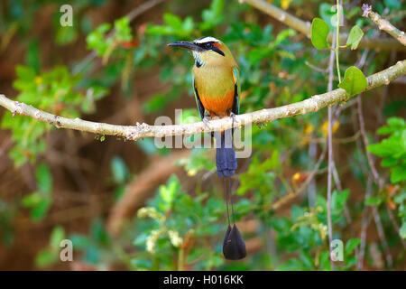 Broad-billed motmot (Electron platyrhynchum), male sits on a branch, Costa Rica Stock Photo