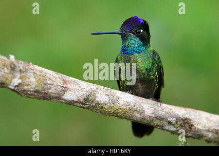 rivoli's hummingbird (Eugenes fulgens), male sits on a branch, Costa Rica Stock Photo