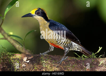 golden-naped woodpecker (Melanerpes chrysauchen), female, Costa Rica Stock Photo