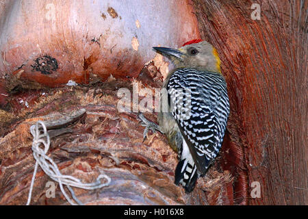 Hoffmann's woodpecker (Melanerpes hoffmanii), male at a palm trunk, Costa Rica Stock Photo