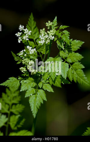 garden chervil, common chervil (Anthriscus cerefolium, Anthriscus cerefolium var. cerefolium), blooming, Germany Stock Photo