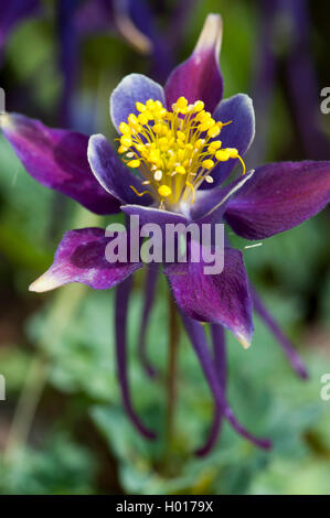 Utah columbine (Aquilegia scopulorum), flower Stock Photo