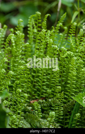 Green spleenwort (Asplenium viride), Austria Stock Photo