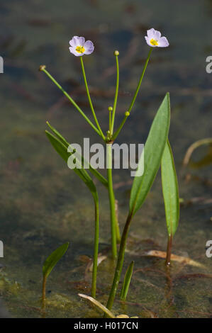 lesser water-plantain (Baldellia ranunculoides), blooming, Germany Stock Photo